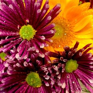 Meet your Posher, Rose